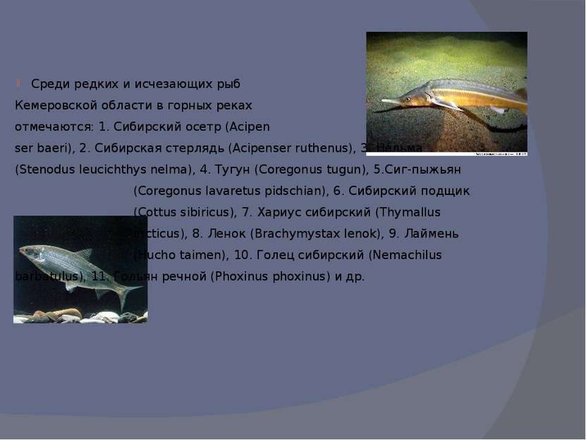Среди редких и исчезающих рыб Кемеровской области в горных реках отмечаются: ...