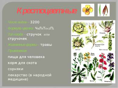 Крестоцветные Число видов – 3200 Формула цветка: Ч4Л4Т4+2П1 Тип плода – струч...