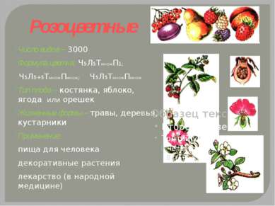 Розоцветные Число видов – 3000 Формула цветка: Ч5Л5ТмножП1; Ч5Л5+5ТмножПмнож;...