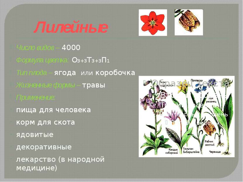 Лилейные Число видов – 4000 Формула цветка: О3+3Т3+3П1 Тип плода – ягода или ...