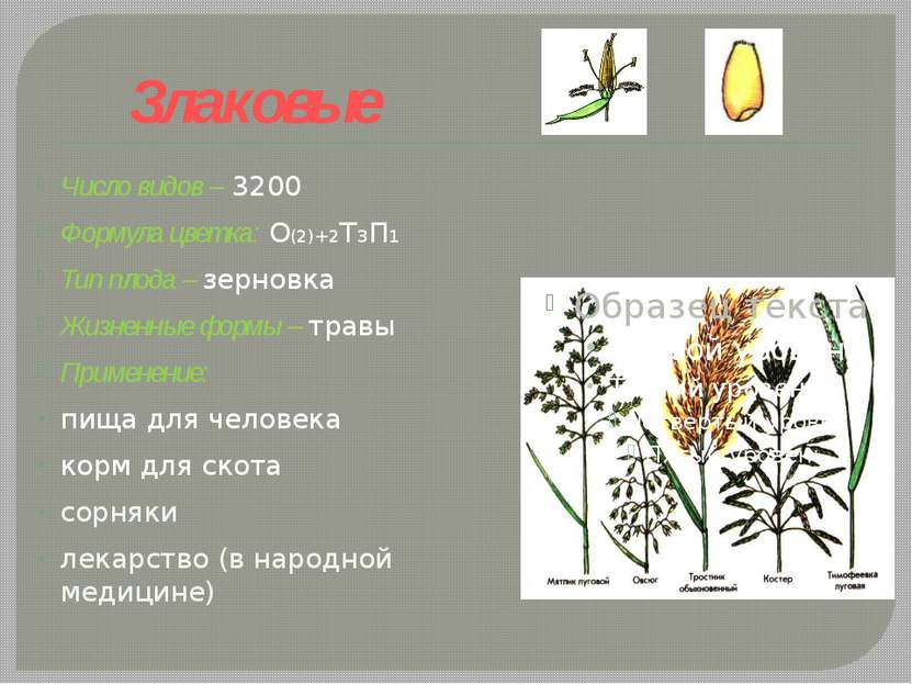 Злаковые Число видов – 3200 Формула цветка: О(2)+2Т3П1 Тип плода – зерновка Ж...