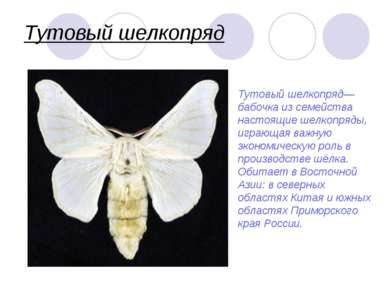 Тутовый шелкопряд края Тутовый шелкопряд— бабочка из семейства настоящие шелк...