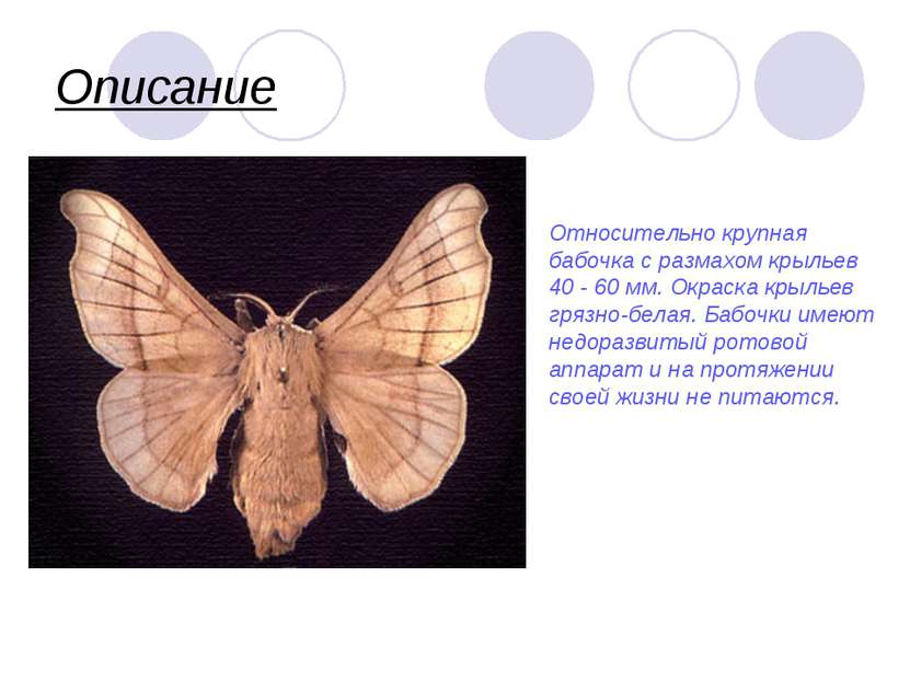 Описание Относительно крупная бабочка с размахом крыльев 40 - 60 мм. Окраска ...
