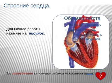 Строение сердца. 1- верхняя полая вена 2- полулунные клапаны 3- правое предсе...