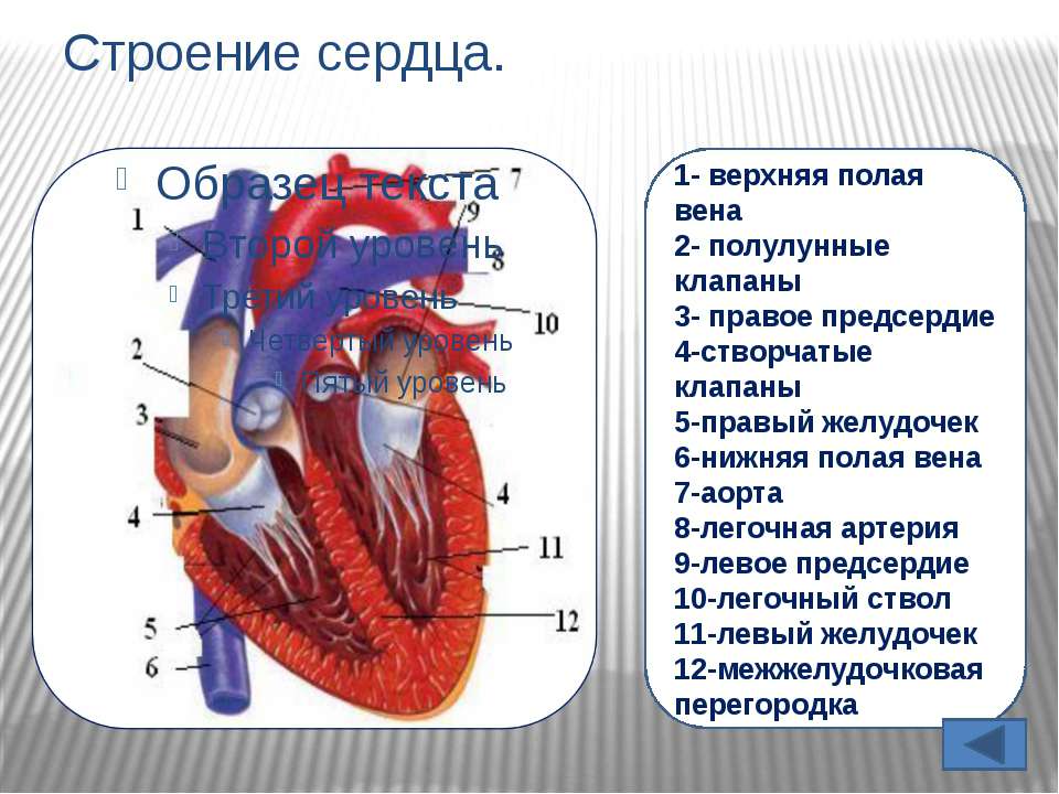 Правое предсердие легочный ствол левый желудочек. Нижняя полая Вена правое предсердие анатомия. Верхняя полая Вена створчатые клапаны правый желудочек. Строение сердца легочный ствол аорта. Строение сердца полулунный клапан.