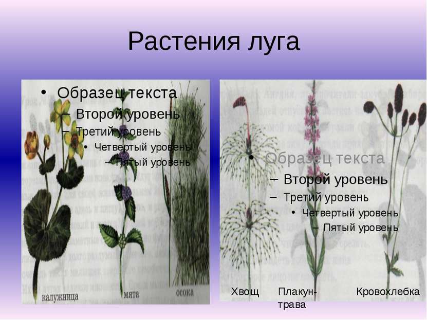 Растения луга Хвощ Плакун-трава Кровохлебка