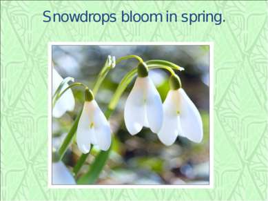 Snowdrops bloom in spring.