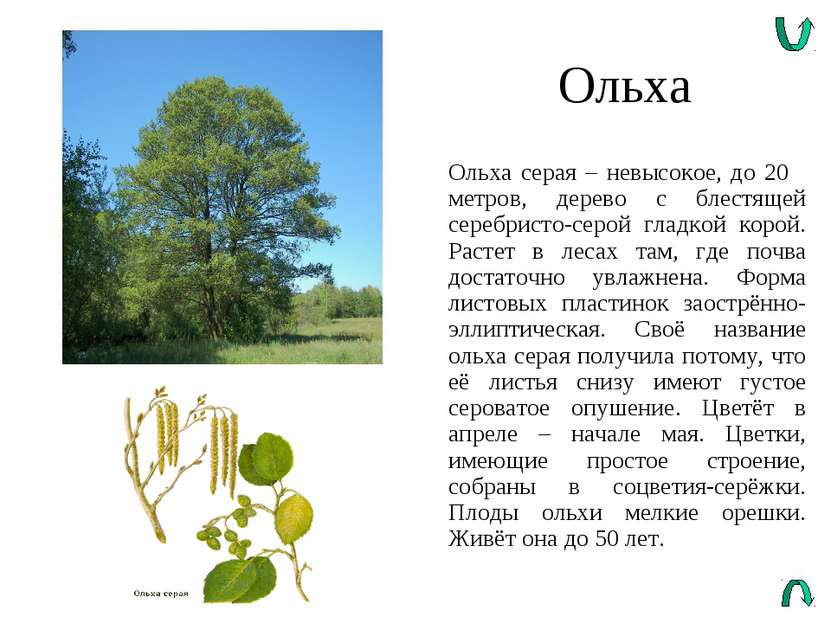 Ольха Ольха серая – невысокое, до 20 метров, дерево с блестящей серебристо-се...