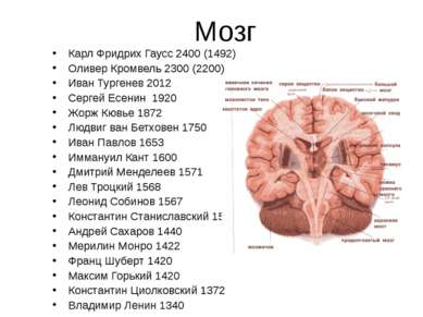 Мозг Карл Фридрих Гаусс 2400 (1492) Оливер Кромвель 2300 (2200) Иван Тургенев...