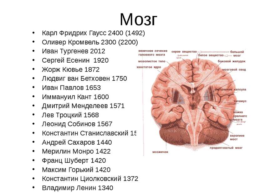 Мозг Карл Фридрих Гаусс 2400 (1492) Оливер Кромвель 2300 (2200) Иван Тургенев...