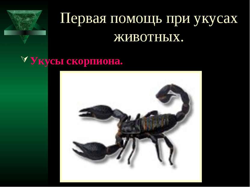 Первая помощь при укусах животных. Укусы скорпиона.