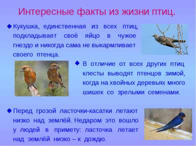 Интересные факты из жизни птиц. Кукушка, единственная из всех птиц, подкладыв...