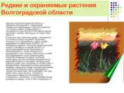 Редкие и охраняемые растения Волгоградской области