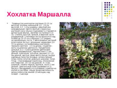 Хохлатка Маршалла Травянистое многолетне растение 15-20 см высотой. Клубень н...