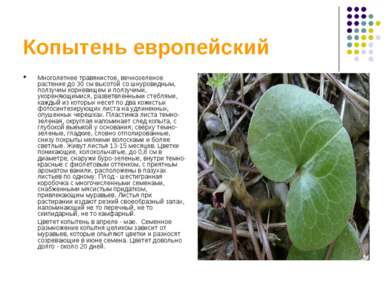 Копытень европейский Многолетнее травянистое, вечнозеленое растение до 30 см ...