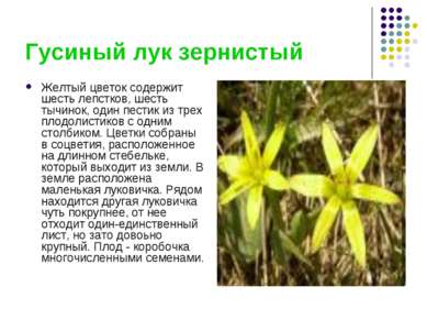 Гусиный лук зернистый Желтый цветок содержит шесть лепстков, шесть тычинок, о...