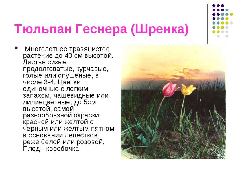Тюльпан Геснера (Шренка) Многолетнее травянистое растение до 40 см высотой. Л...