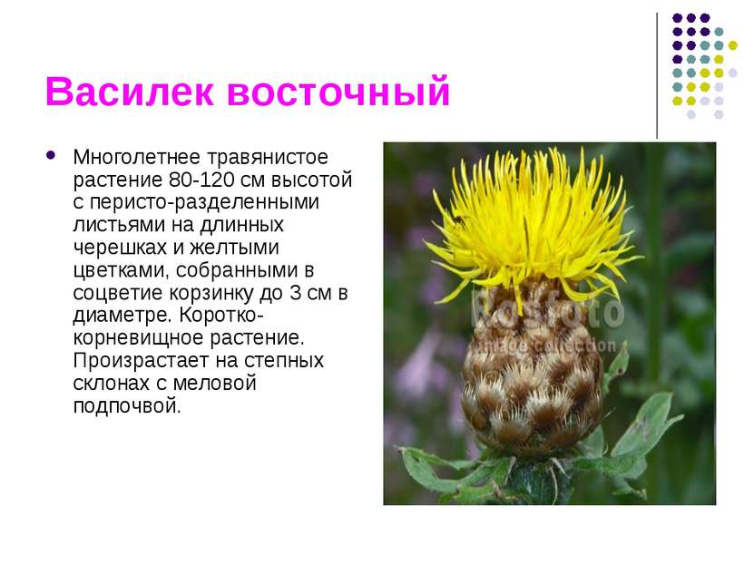 Василек восточный Многолетнее травянистое растение 80-120 см высотой с перист...