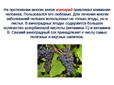 На протяжении многих веков виноград привлекал внимание человека. Пользовался ...