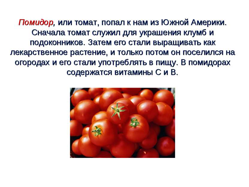 Помидор, или томат, попал к нам из Южной Америки. Сначала томат служил для ук...
