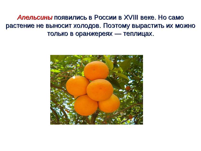 Апельсины появились в России в XVIII веке. Но само растение не выносит холодо...