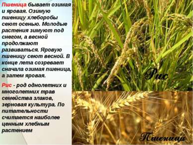 Пшеница бывает озимая и яровая. Озимую пшеницу хлеборобы сеют осенью. Молодые...