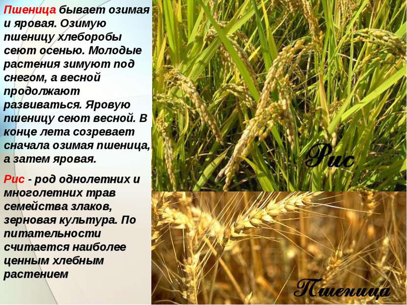 Пшеница бывает озимая и яровая. Озимую пшеницу хлеборобы сеют осенью. Молодые...