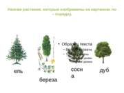 Назови растения, которые изображены на картинках по – порядку