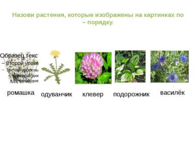 Назови растения, которые изображены на картинках по – порядку. ромашка одуван...