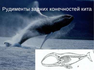 Рудименты задних конечностей кита