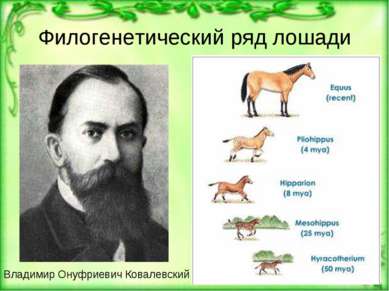 Филогенетический ряд лошади Владимир Онуфриевич Ковалевский
