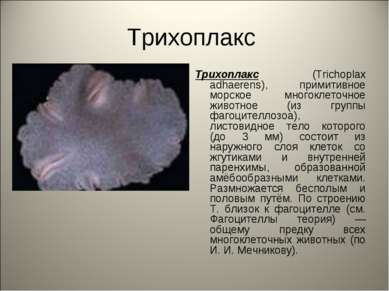 Трихоплакс Трихоплакс (Trichoplax adhaerens), примитивное морское многоклеточ...