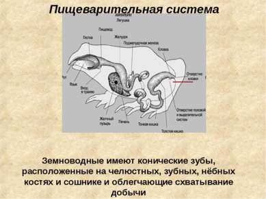 Пищеварительная система Земноводные имеют конические зубы, расположенные на ч...