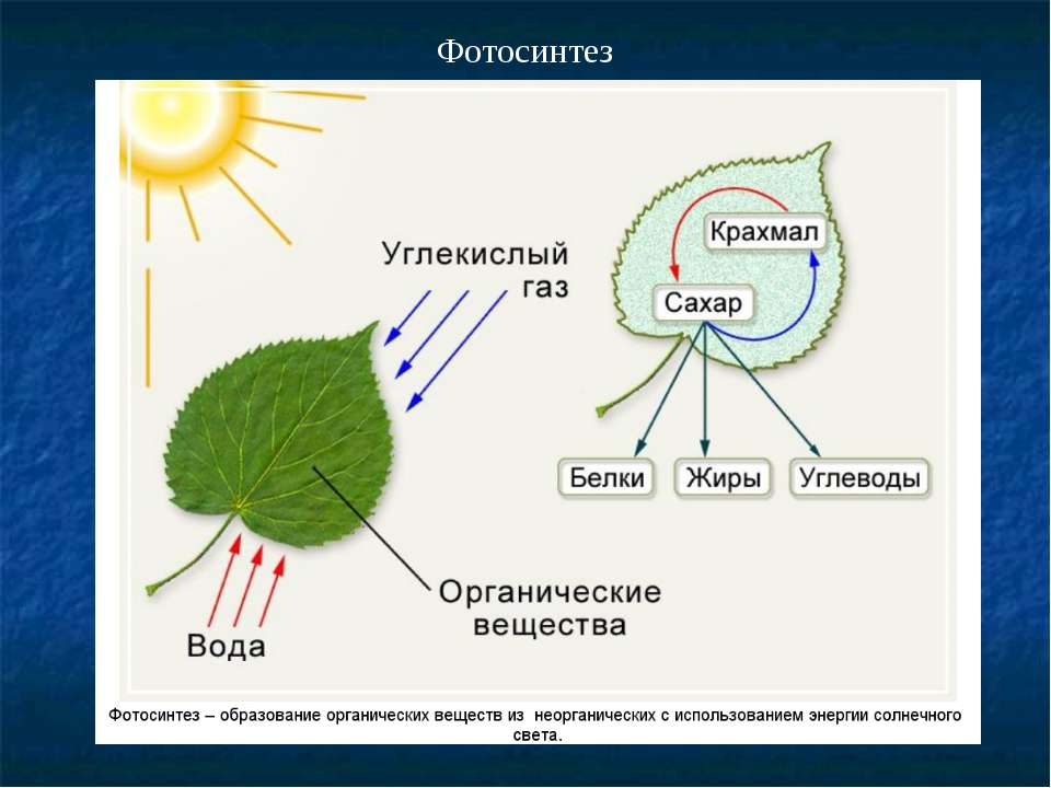 Роль фотосинтеза схема