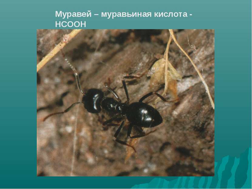 Муравей – муравьиная кислота - НСООН