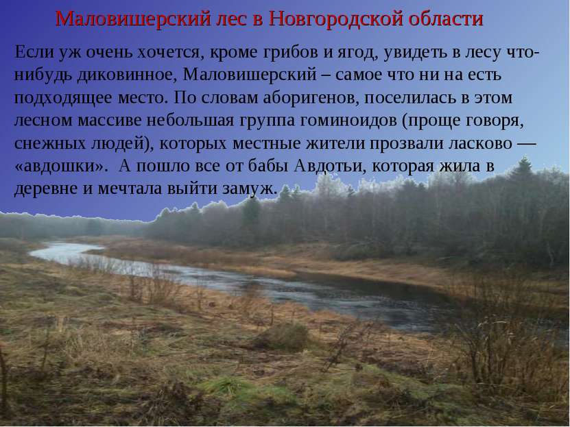 Маловишерский лес в Новгородской области Если уж очень хочется, кроме грибов ...