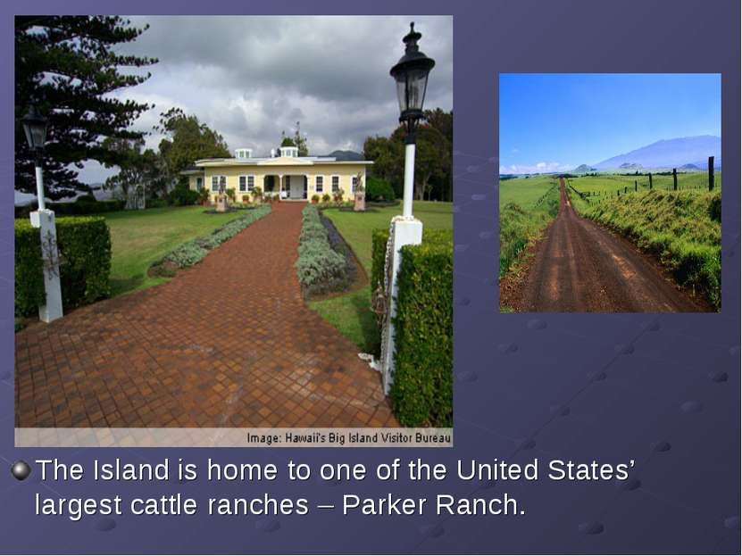 The Island is home to one of the United States’ largest cattle ranches – Park...