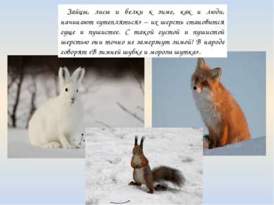 Зайцы, лисы и белки к зиме, как и люди, начинают «утепляться» – их шерсть ста...