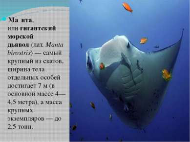 Ма нта, или гигантский морской дьявол (лат. Manta birostris) — самый крупный ...