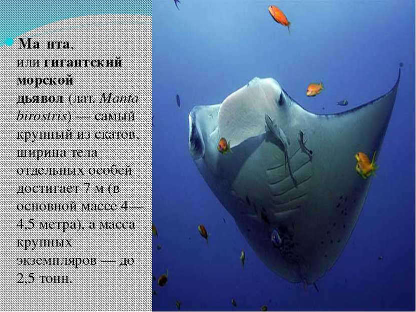 Ма нта, или гигантский морской дьявол (лат. Manta birostris) — самый крупный ...