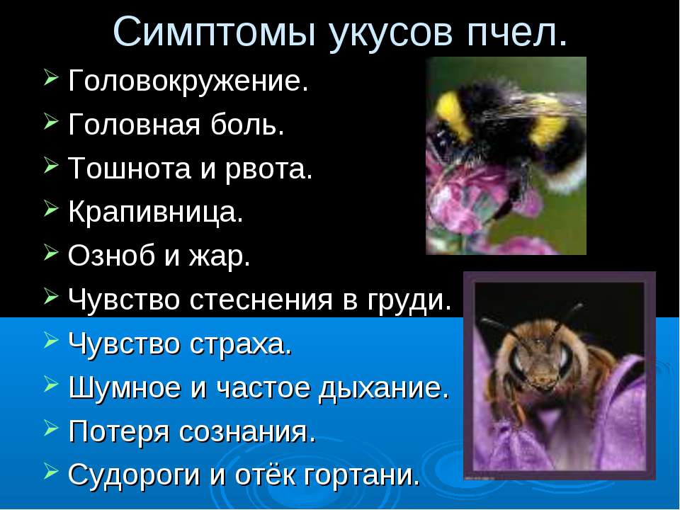 Отношения между крапивницей и домашней пчелой. Симптомы при укусе пчелы. Пчелиный яд (при укусах) симптомы.