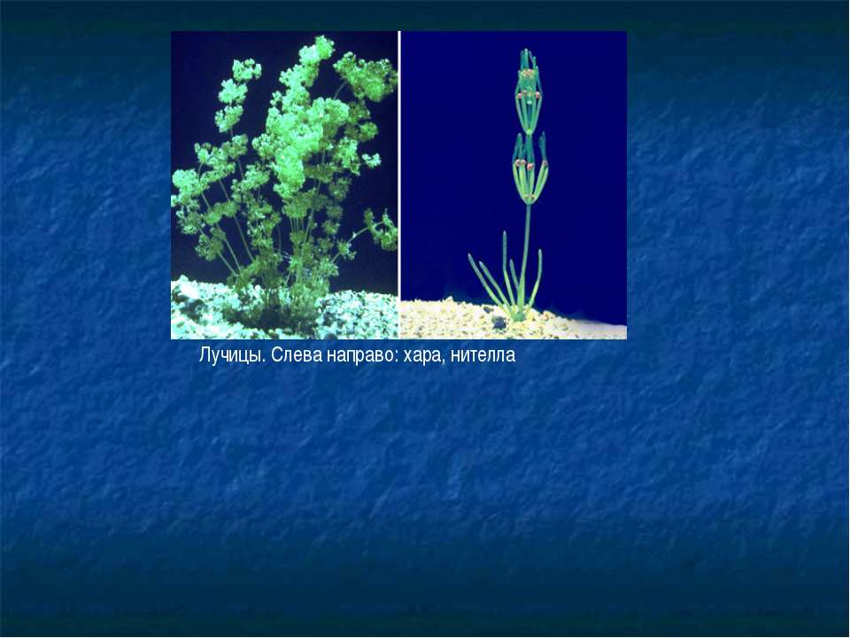 Нителла. Сине-зелёные водоросли относят к. К чему относится нителла. Нителла среда обитания