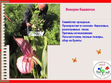 Венерин башмачок Семейство орхидные. Произрастает в сосново- березовых, разно...