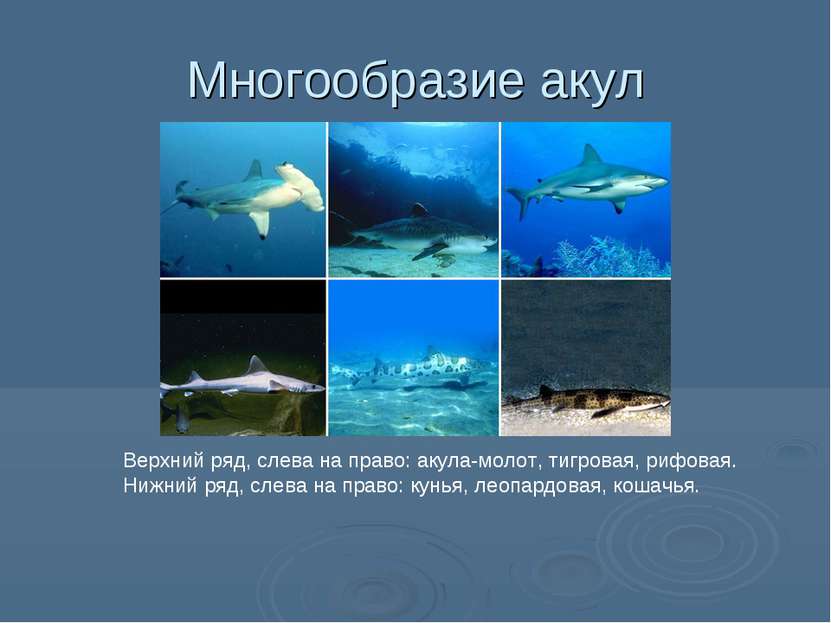 Многообразие акул Верхний ряд, слева на право: акула-молот, тигровая, рифовая...