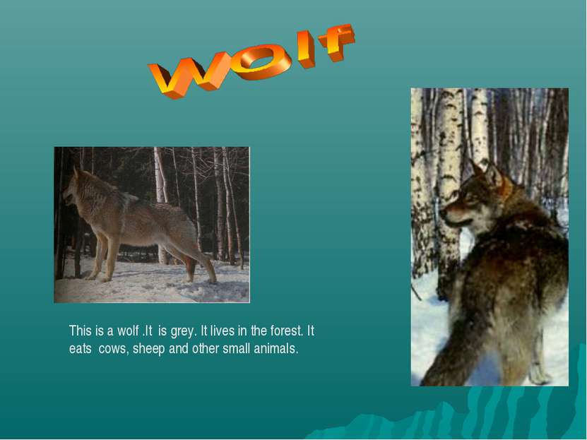 This is a wolf .It is grey. It lives in the forest. It eats cows, sheep and o...