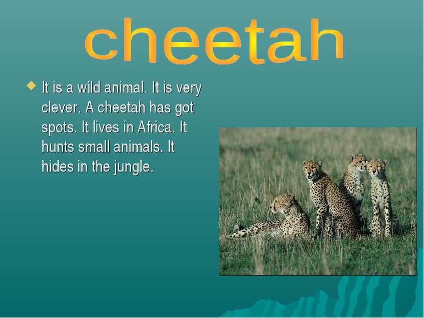 It is a wild animal. It is very clever. A cheetah has got spots. It lives in ...