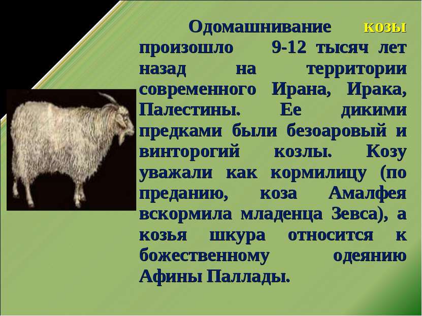Одомашнивание козы произошло 9-12 тысяч лет назад на территории современного ...