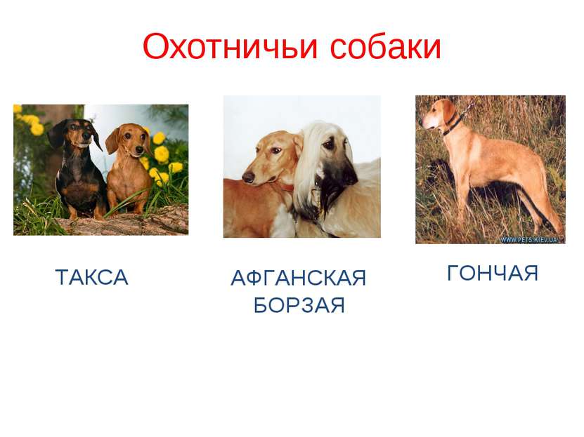 Охотничьи собаки АФГАНСКАЯ БОРЗАЯ ГОНЧАЯ ТАКСА