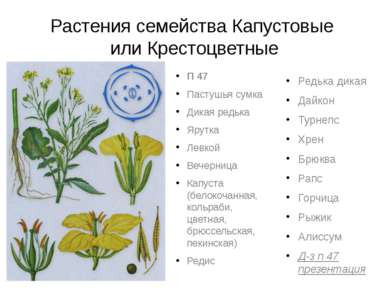 Растения семейства Капустовые или Крестоцветные П 47 Пастушья сумка Дикая ред...