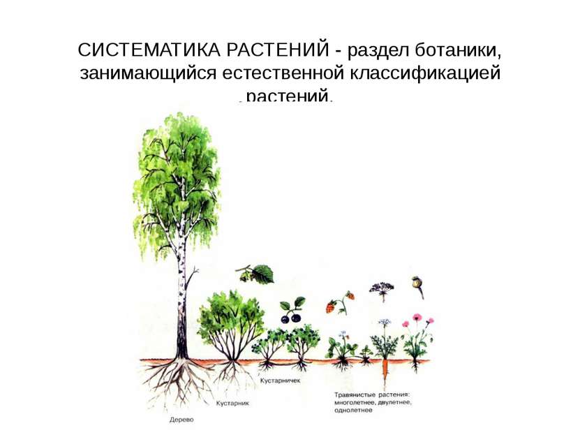 СИСТЕМАТИКА РАСТЕНИЙ - раздел ботаники, занимающийся естественной классификац...